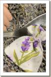 Affordable Designs - Canada - Leeann and Friends - Lavender Boutique - Lavender Sachet - аксессуар